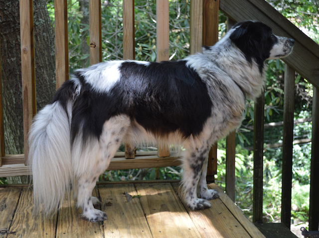 Stryker photo 4