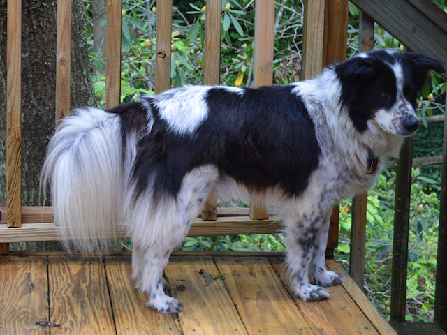 Stryker photo 3