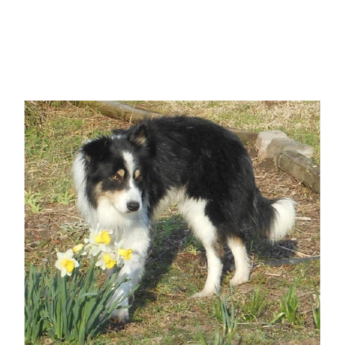 Sweep with daffodils
