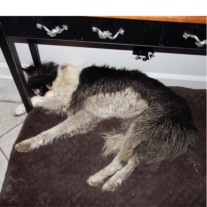 Sweep asleep