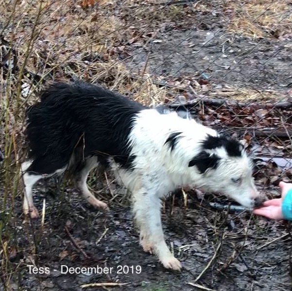 Tess December 2019