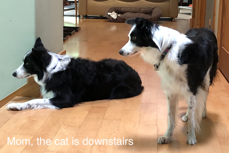 Tess and Kip staring at Daphne