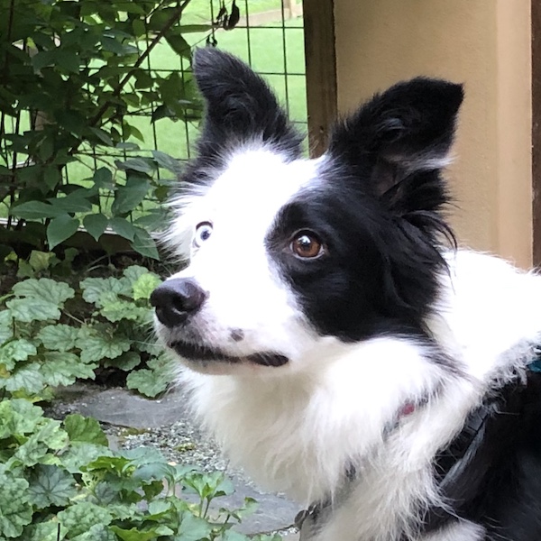 Tess focus headshot