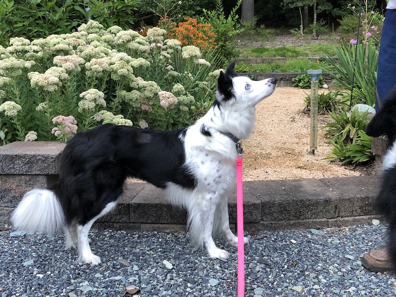 Tess focus