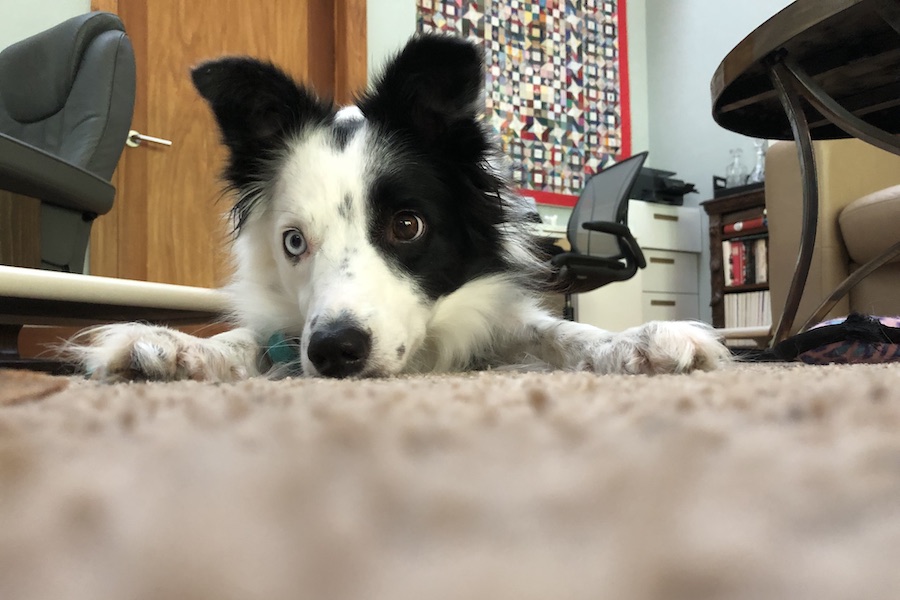 Tess on carpet staring