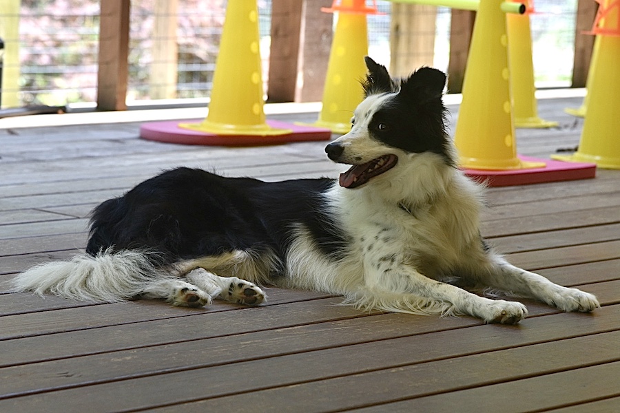 Tess on deck