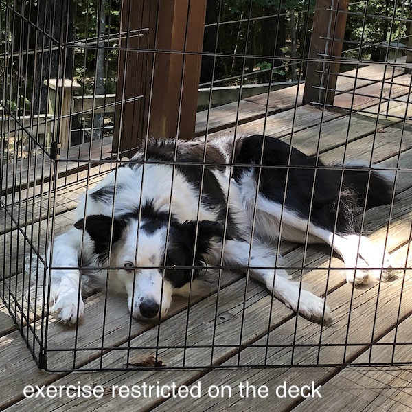 Tess outdoor crate