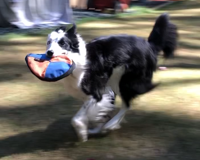 Tess running with Frisbee