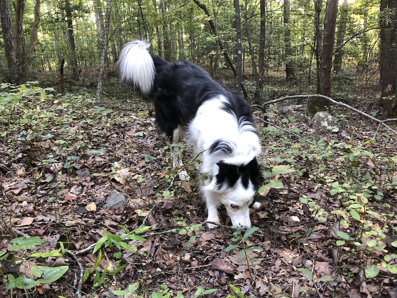 Tess woods walk