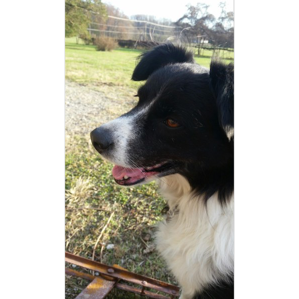 Tulva photo 2