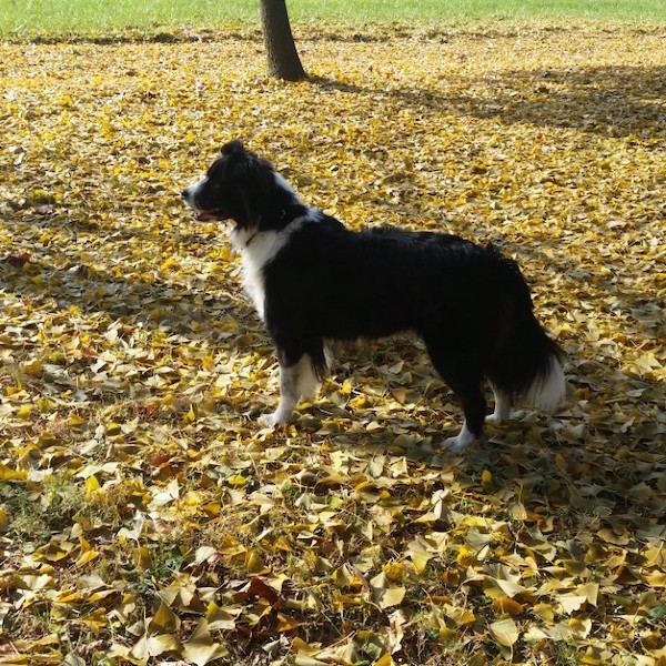 Tulva photo 3