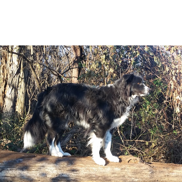 Tulva photo 4