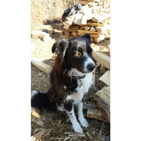 Tulva photo 6