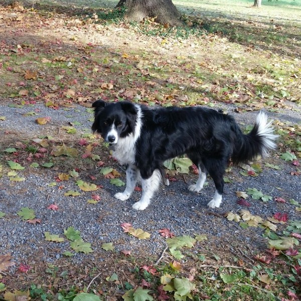 Tulva photo 7
