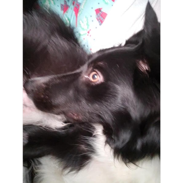 Zeke photo 8