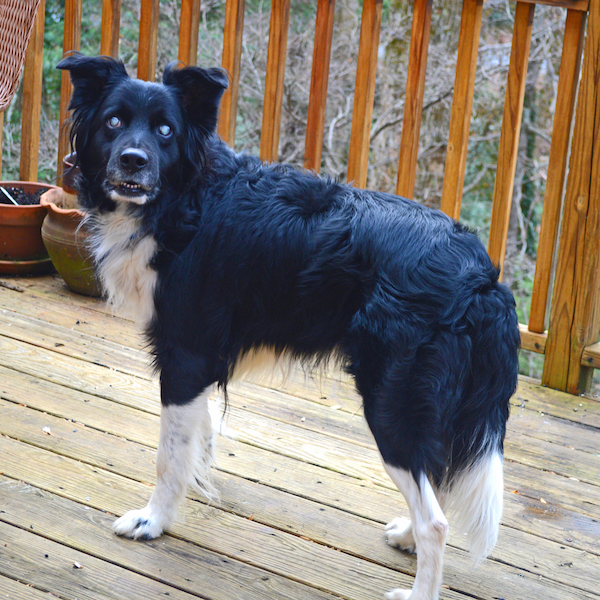 Ziggy photo 2