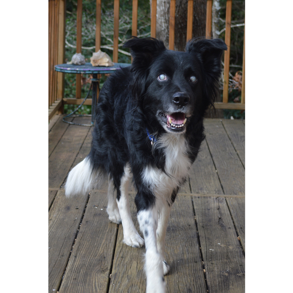 Ziggy photo 3