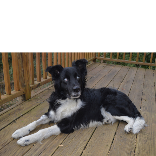 Ziggy photo 4